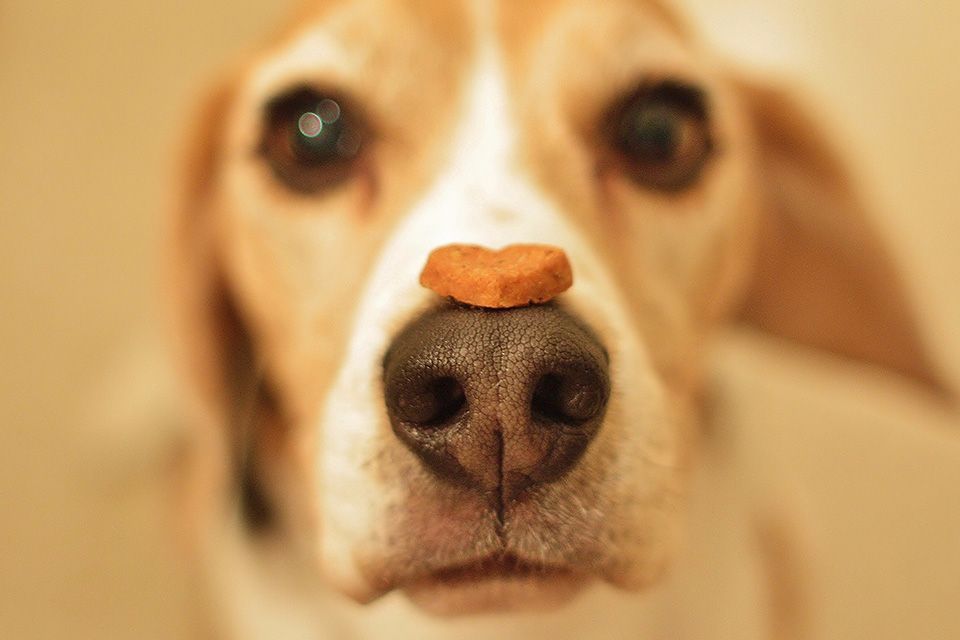 Food Truck Advisor? Si parte!