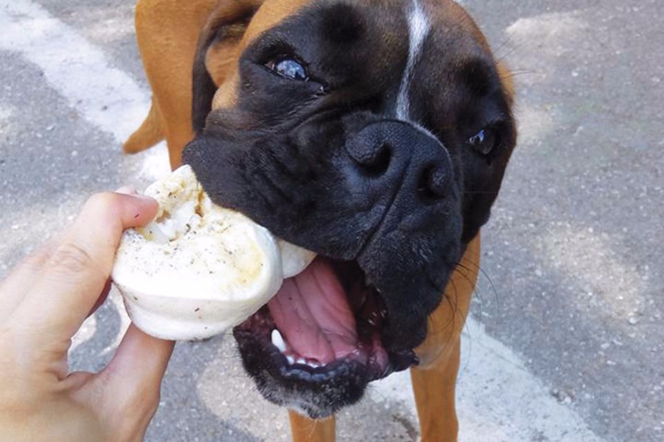 Un cliente a 4 zampe di Dog Sweet Dog